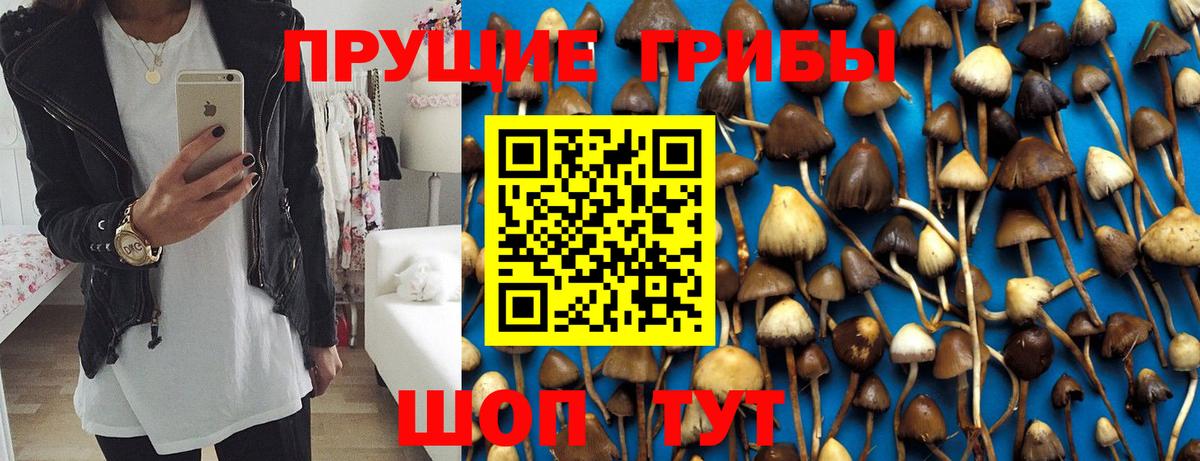 Славгород  Псилоцибиновые грибы Psilocybine cubensis  Вход с VPN 